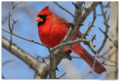 Dressed In Red Gallery - Click here