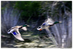 Mallard Flight by Anne Marie Maier